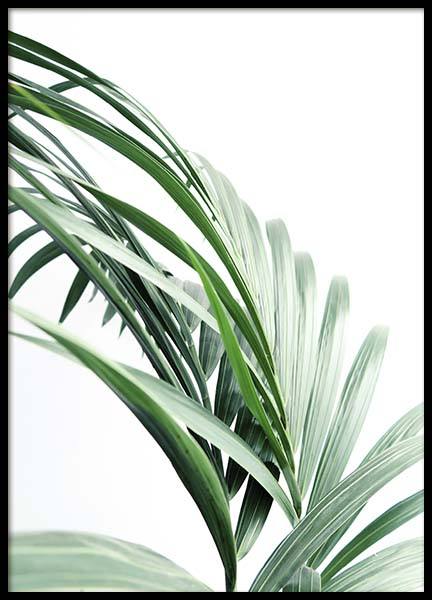 Palm Tree Leaves Close Up Plakat i gruppen Plakater / Fotokunst hos Desenio AB (10244)