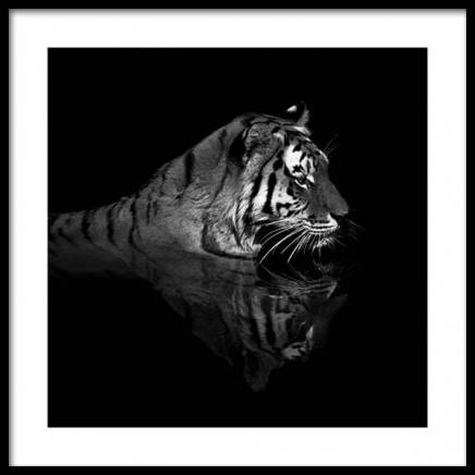 Tiger in Water Plakat i gruppen Plakater / Fotokunst hos Desenio AB (11688)