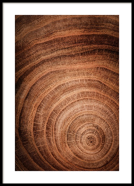 Growth Rings Plakat i gruppen Plakater / Naturmotiv hos Desenio AB (11873)