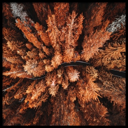 Autumn Colors Plakat i gruppen Plakater / Naturmotiv hos Desenio AB (11875)