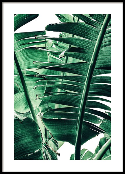 Banana Palm Leaves No1 Plakat i gruppen Plakater / Fotokunst hos Desenio AB (12052)