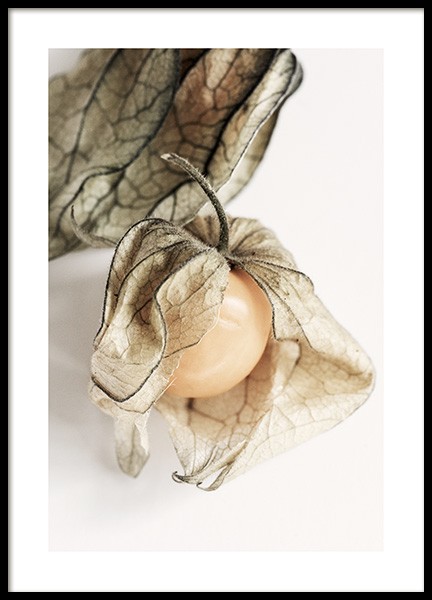 Physalis Plakat i gruppen Plakater / Kjøkkenplakater hos Desenio AB (12992)