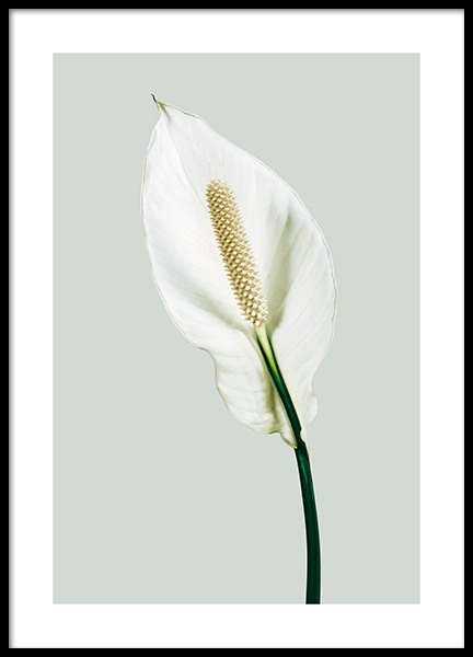 Peace Lily Plakat i gruppen Plakater / Botaniske / Blomster hos Desenio AB (13979)