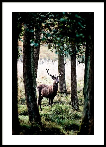 Stag In Forest Plakat i gruppen Plakater / Naturmotiv hos Desenio AB (2743)