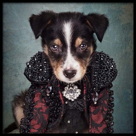 Puppy Portrait 2 Plakat i gruppen Plakater / Barneplakater hos Desenio AB (3726)