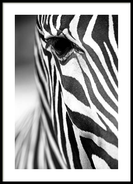 Zebra Close Up Plakat i gruppen Plakater / Svarthvitt hos Desenio AB (3855)