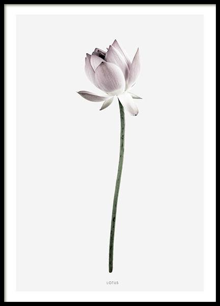 Vakker plakat med fotografi av lotusblomster i rosa