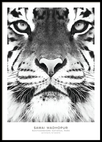 Svarthvite posters med fotokunst og tiger. Stilige plakater online