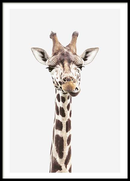 Baby Giraffe, Plakat i gruppen Plakater / Insekter & dyr / Ville dyr / Giraffer hos Desenio AB (8358)
