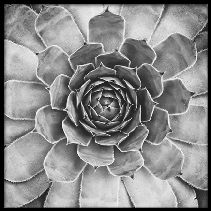 B&W Cactus Plant, Plakat i gruppen Plakater / Svarthvitt hos Desenio AB (8583)