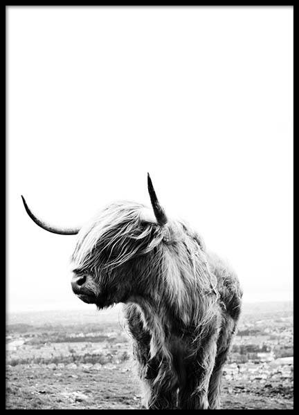 Highland Cow Plakat i gruppen Plakater / Fotokunst hos Desenio AB (8825)