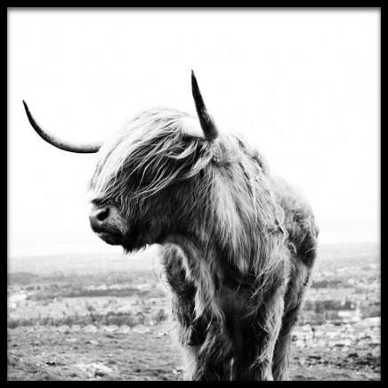 Highland Cow B&W Plakat i gruppen Plakater / Insekter & dyr hos Desenio AB (8826)