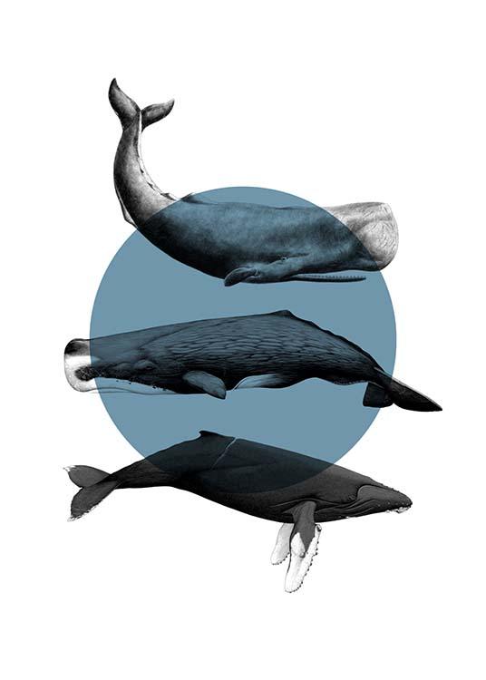 Whales Graphic Plakat