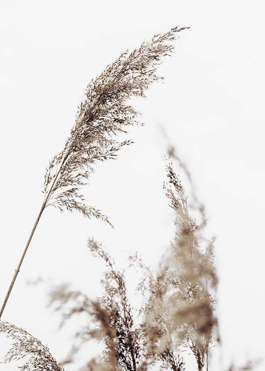  – Fotografi av beige, tørt gress med en grå himmel i bakgrunnen