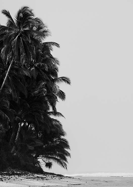 Palm Trees By Sea Plakat / Svarthvitt hos Desenio AB (10235)