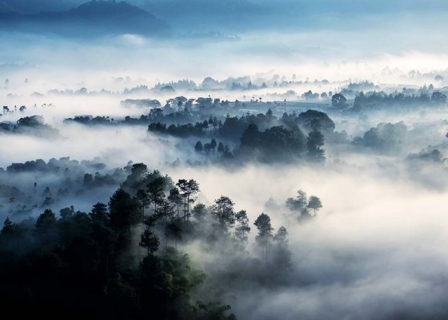Misty Rainforest Plakat / Naturmotiv hos Desenio AB (10241)