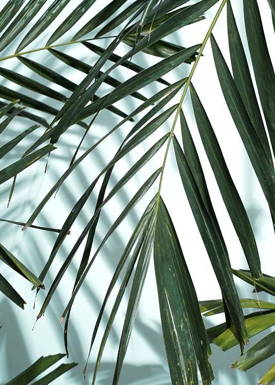 Palm Leaves Shadow No1 Plakat / Fotokunst hos Desenio AB (10284)