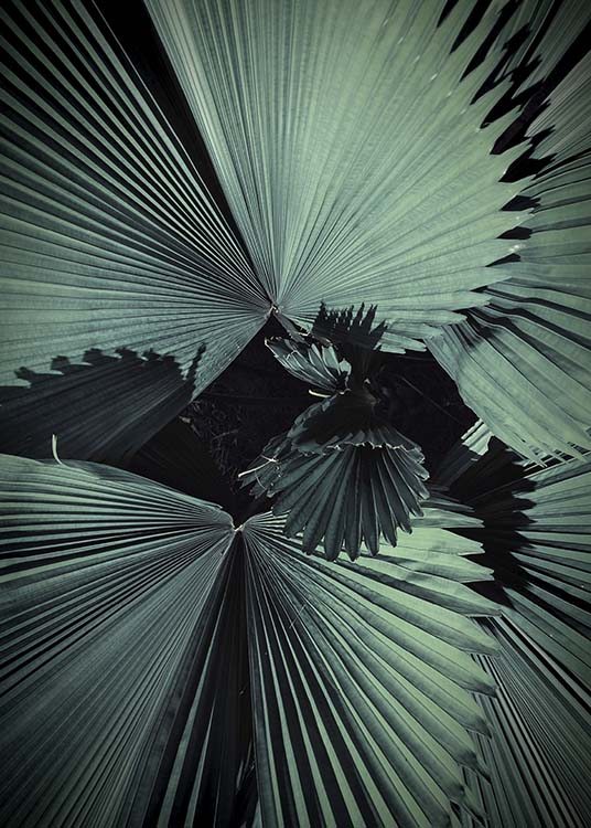 Palm Tree Leaves Plakat