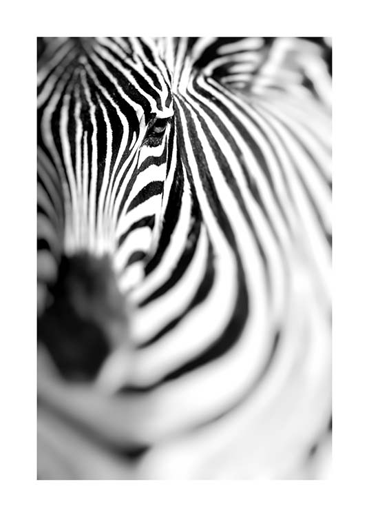 Zebra Portrait Plakat / Svarthvitt hos Desenio AB (10400)