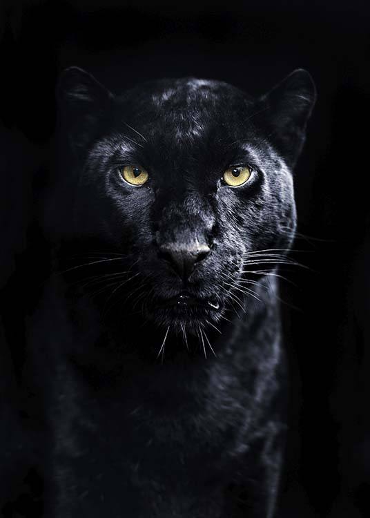 Panther Plakat