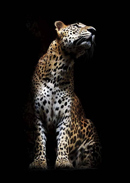 Leopard In Light Plakat / Fotokunst hos Desenio AB (10404)