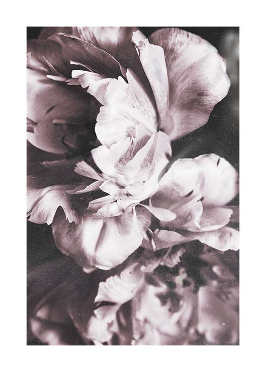 Tulip Dream  Plakat / Fotokunst hos Desenio AB (10417)