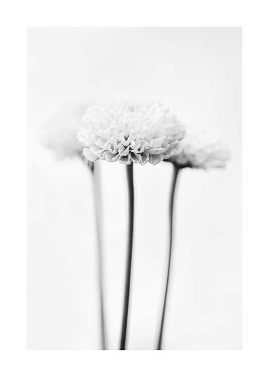 White Chrysanthemums Plakat / Svarthvitt hos Desenio AB (10421)