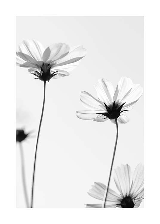 White Cosmos Flowers Plakat / Svarthvitt hos Desenio AB (10422)
