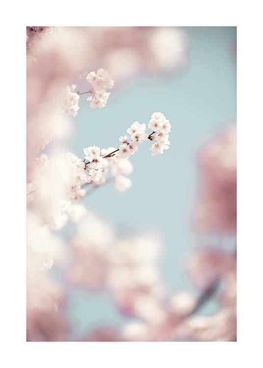 Cherry Blossom No1 Plakat / Fotokunst hos Desenio AB (10426)