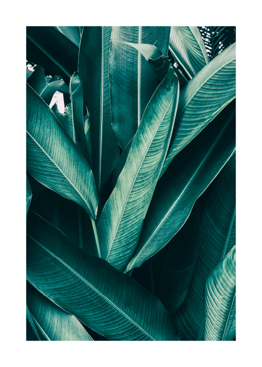 Tropical Leaves No1 Plakat / Fotokunst hos Desenio AB (10439)
