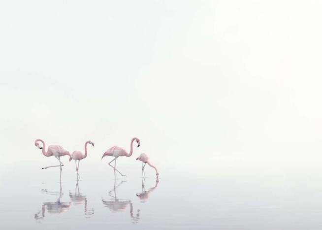Flamingos on Foggy Water Plakat / Naturmotiv hos Desenio AB (10447)