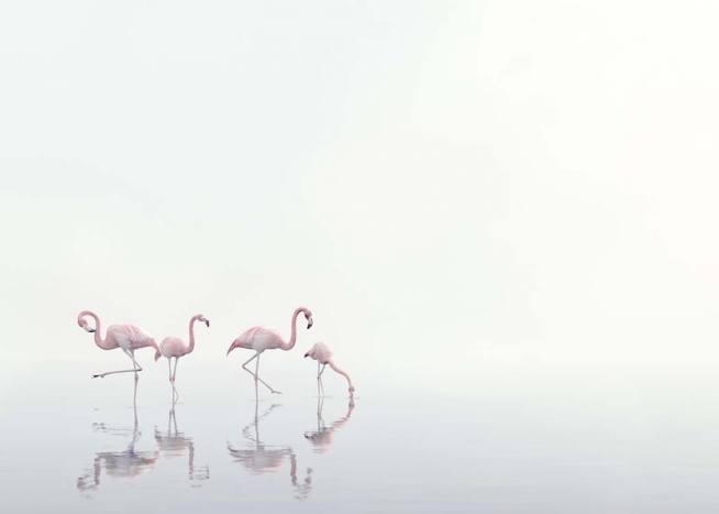 Flamingos on Foggy Water Plakat