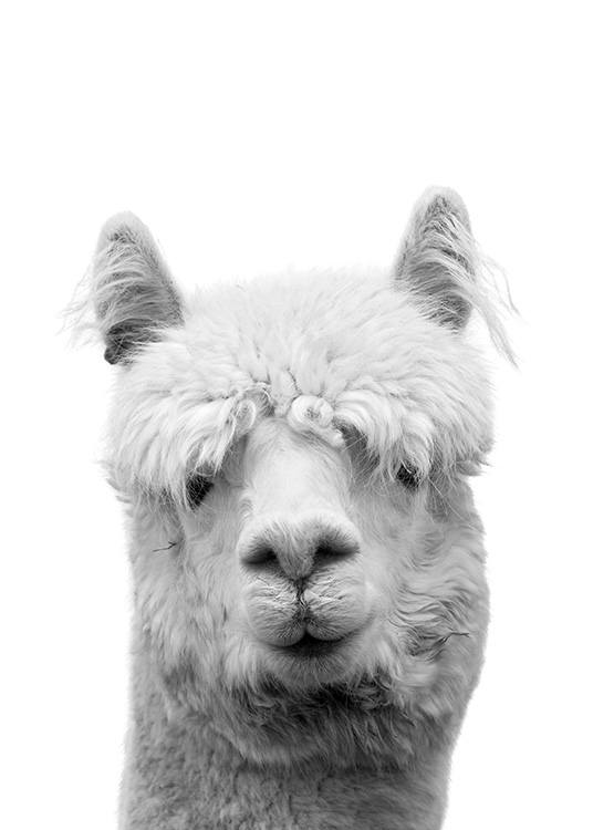 – Plakat av lama i svart-hvitt