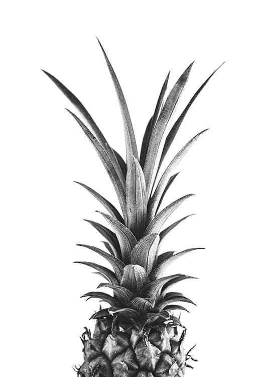  – Svarthvitt-fotografi av toppen av en ananas
