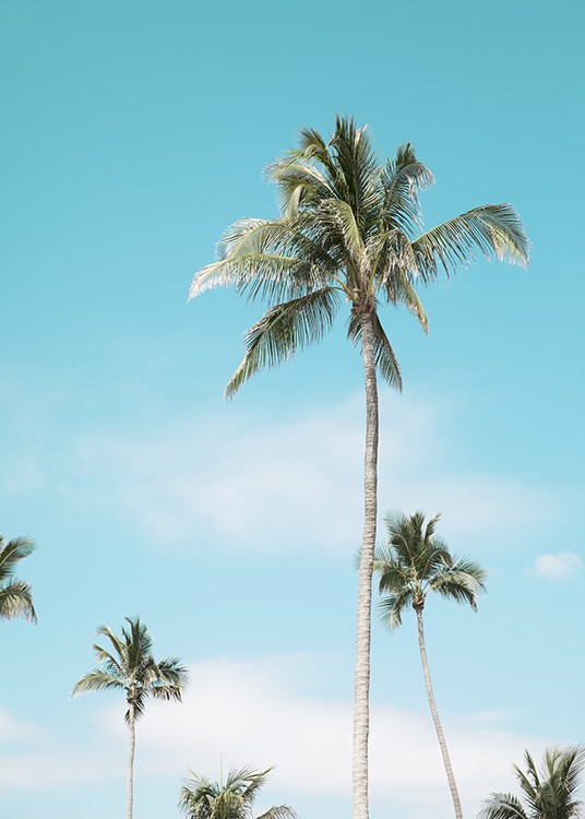 Miami Beach Palms Plakat / Tropisk hos Desenio AB (10764)