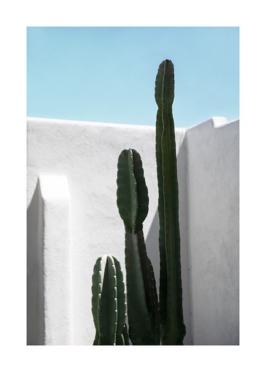 Cactus Wall Plakat / Kaktuser hos Desenio AB (10792)