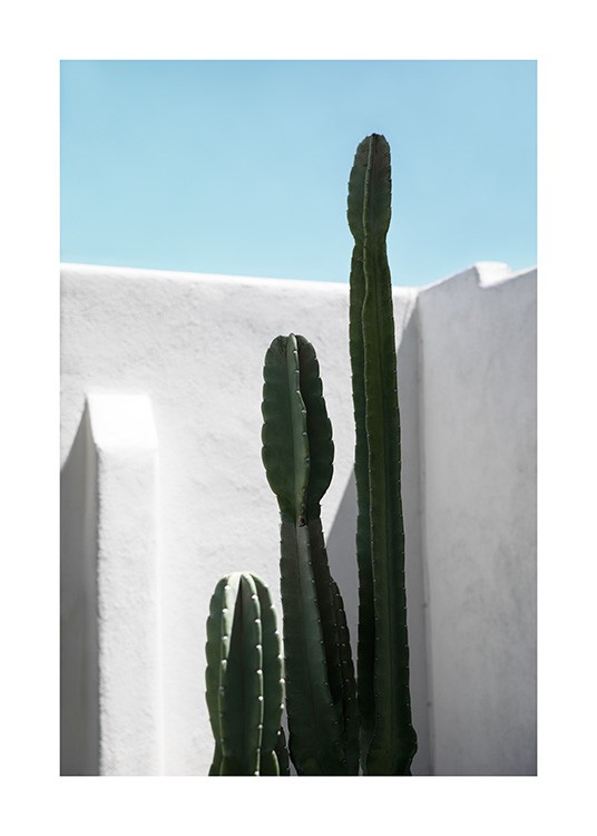 Cactus Wall Plakat
