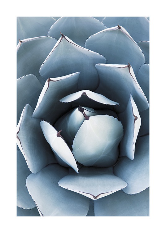 Blue Agave No1 Plakat