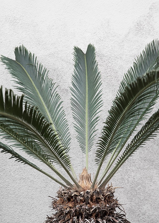 Pineapple Palm Plakat / Fotokunst hos Desenio AB (10858)