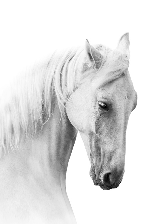 Horse Profile Plakat / Svarthvitt hos Desenio AB (10876)