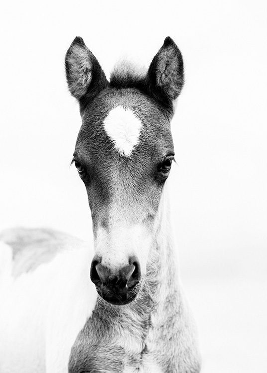Horse Foal Plakat / Svarthvitt hos Desenio AB (10877)