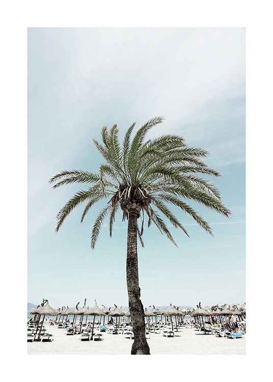 Sunbeds and Palm Tree Plakat / Naturmotiv hos Desenio AB (10893)