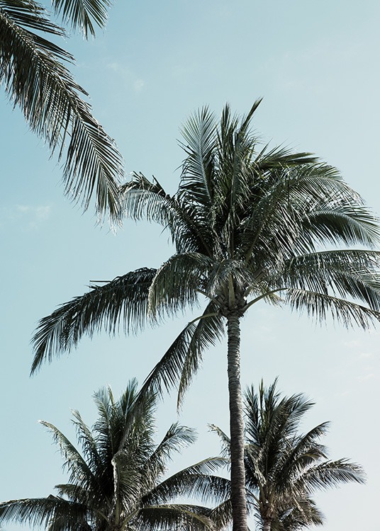 Tropical Palms No1 Plakat / Tropisk hos Desenio AB (10958)