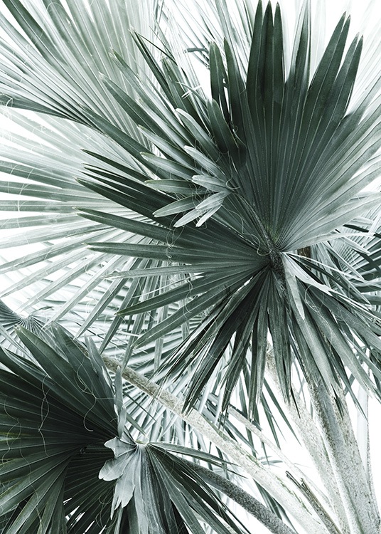 Tropical Palm Leaves No2 Plakat / Fotokunst hos Desenio AB (10980)