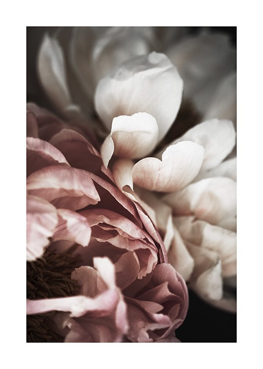 Pink and White Peony Plakat