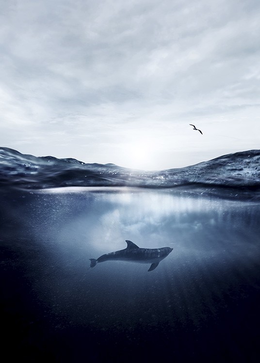 Dolphin Underwater Plakat / Naturmotiv hos Desenio AB (11049)