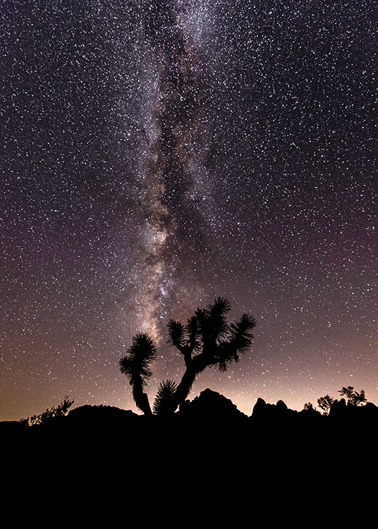 – Fotografi av trær med en stjernefylt nattehimmel