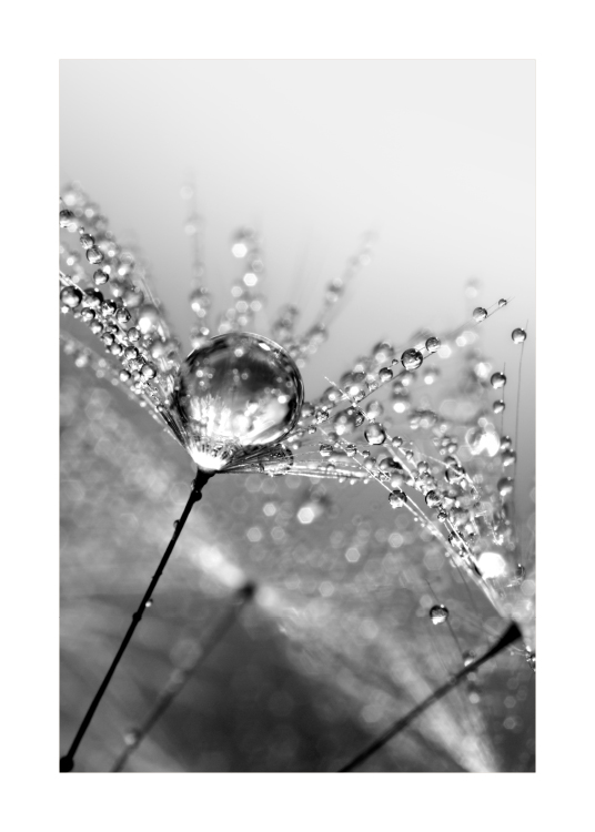 Dandelion Dew Plakat