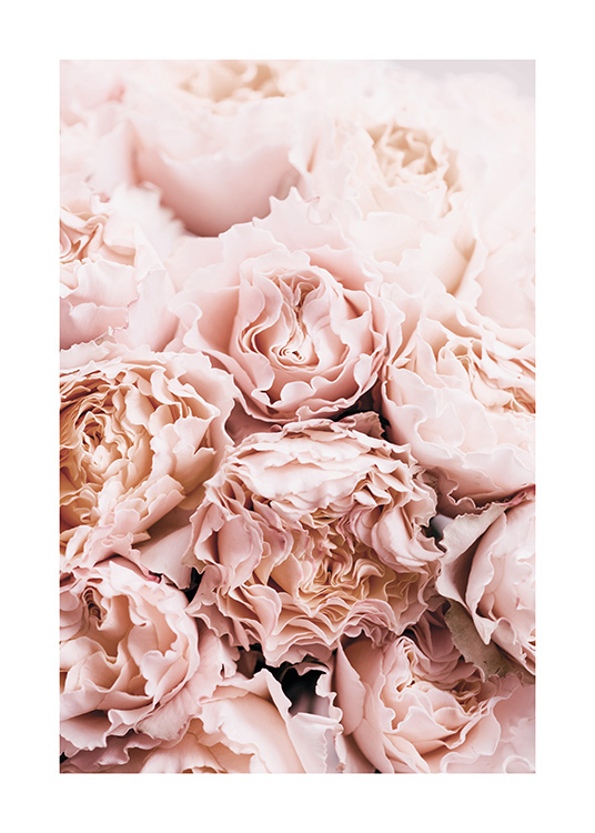 Bouquet of Roses Plakat / Fotokunst hos Desenio AB (11189)