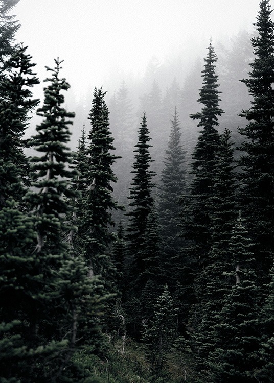 Foggy Woods Plakat / Naturmotiv hos Desenio AB (11254)